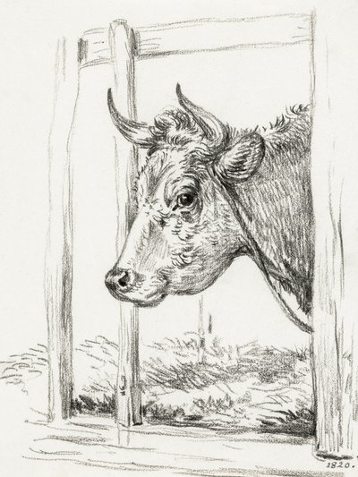 Tête de vache (1820) - Jean Bernard