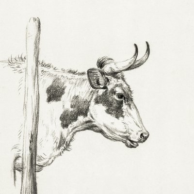 Tête de vache, vue de droite (1820) - Jean Bernard