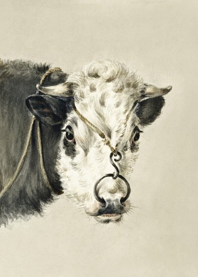 Tête de vache avec un anneau dans le nez (1820) - Jean Bernard