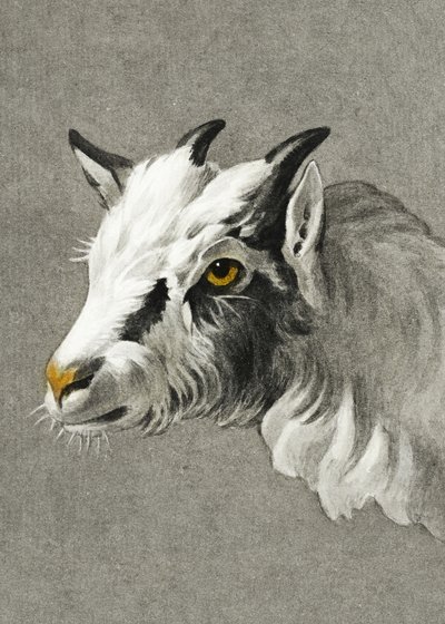 Tête de chèvre en mode portrait - Jean Bernard