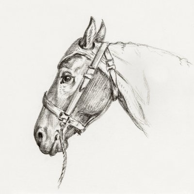 Tête de cheval (1818) - Jean Bernard