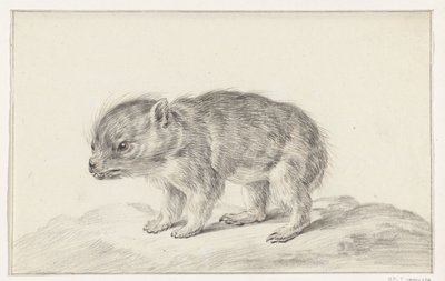 Jeune ours (?) - Jean Bernard