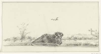 Vache dans l