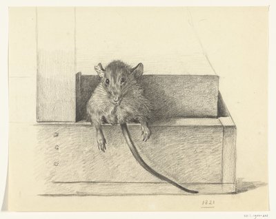 Souris (dans un piège?) - Jean Bernard