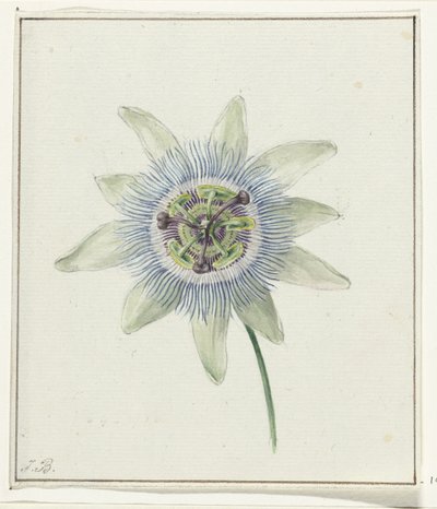 Fleur de la passion - Jean Bernard