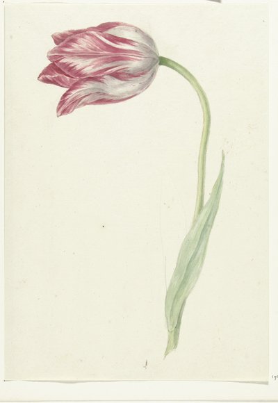 Tulipe rose - Jean Bernard