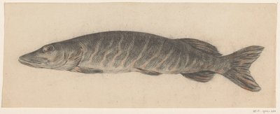 Brochet, vers la gauche - Jean Bernard