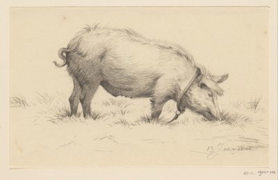 Cochon urinant debout, vers la droite, dans l