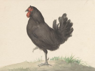 Poulet noir debout (1775-1833) - Jean Bernard