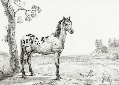 Cheval tacheté debout - Jean Bernard