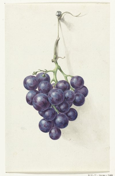 Grappe de raisins bleus - Jean Bernard