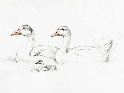 Deux oies avec leur petit (1775-1833) - Jean Bernard