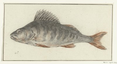 Poisson - Jean Bernard