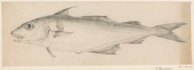 Poisson, vers la gauche - Jean Bernard