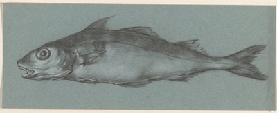 Poisson, vers la gauche - Jean Bernard