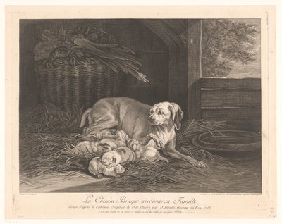 Chienne braque avec ses petits - Jean Daullé