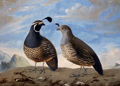 Paire de perdrix californiennes, aquarelle - Jean Francois de Galaup de La Perouse