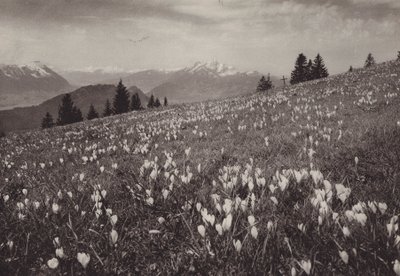 Rigi Kaltbad, Printemps - Jean Gaberell