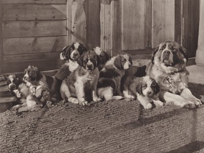 Suisse : Les célèbres chiens Saint-Bernard - Jean Gaberell