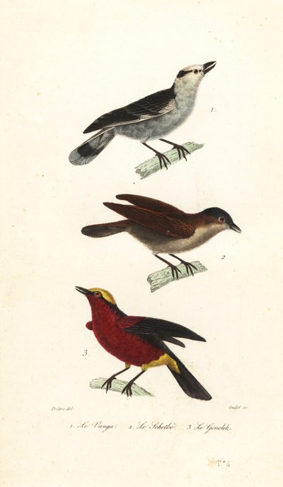 Vanga à bec crochu, vanga roux et gonolek à couronne jaune - Jean Gabriel (after) Pretre