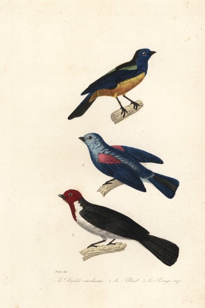 Tangara turquoise, tangara à dos bleu et cardinal à tête rouge - Jean Gabriel (after) Pretre
