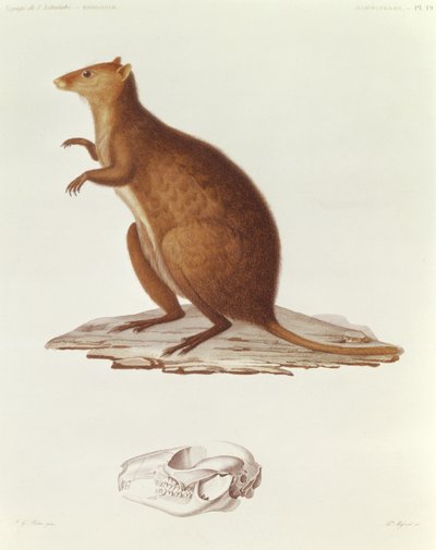 Le Wallaby ou Kangourou à queue courte (setonix brachyrus) illustration de Voyage de la Corvette l