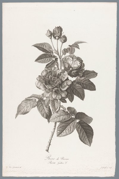 Rose de Provins - Jean Godefroy