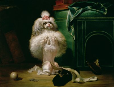 Un chien de race Havane, 1768 - Jean Jacques Bachelier