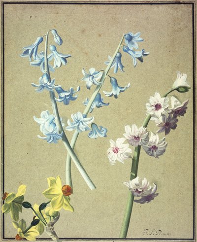 Un Jacinthe Bleu et Lavande, et un Narcisse Jaune, c.1805 - Jean Louis Prevost