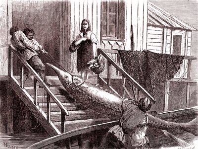 Pêche de l
