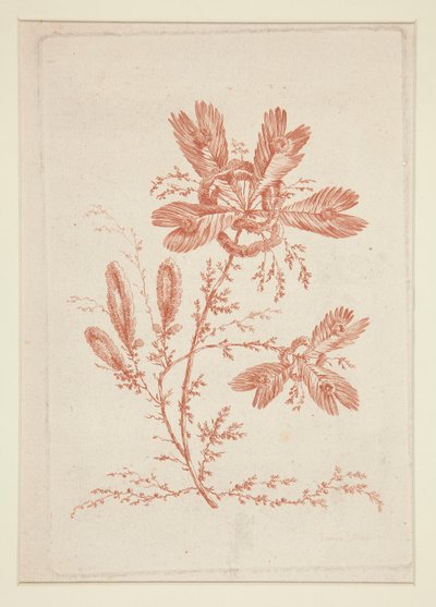 Sans titre (Fleurs idéales), d