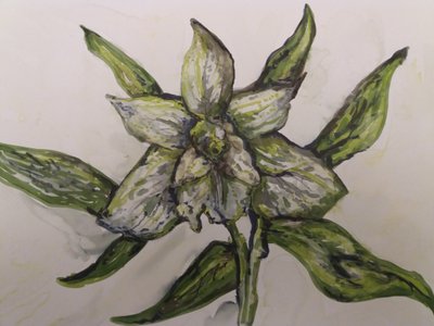 Orchidée verte - Jeannette Stein