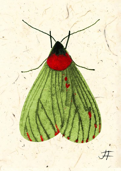 Papillon de nuit, 2024 (aquarelle sur papier) - Jenny Frean