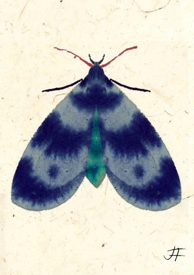 Indigo Moth, 2024 (aquarelle sur papier) - Jenny Frean