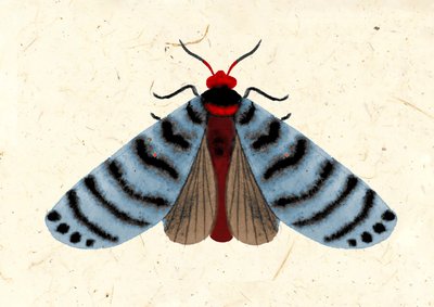 Phalène rayée, 2024 (aquarelle sur papier) - Jenny Frean