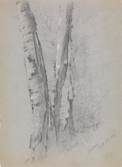 Étude de troncs de bouleaux Scribners