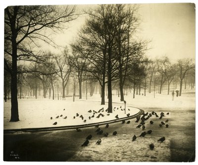 Common avec pigeons, Boston, USA, vers 1902-10 - Jessie Tarbox Beals