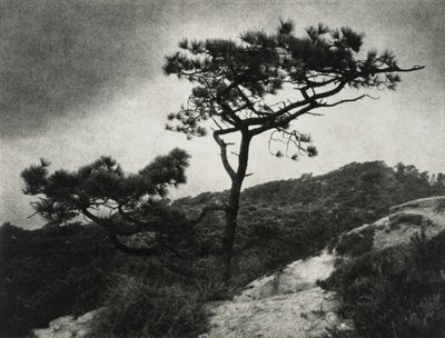 Les célèbres pins de Torrey - Jessie Tarbox Beals