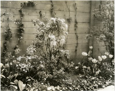 M. et Mme John Morgan, 39 W 11 St, plante Andromède au centre, Greenwich Village, New York, USA, vers 1939-40 - Jessie Tarbox Beals