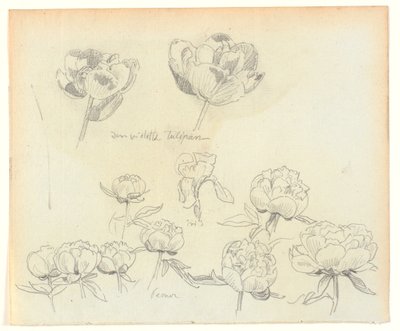 Études de fleurs - Joakim Frederik Skovgaard