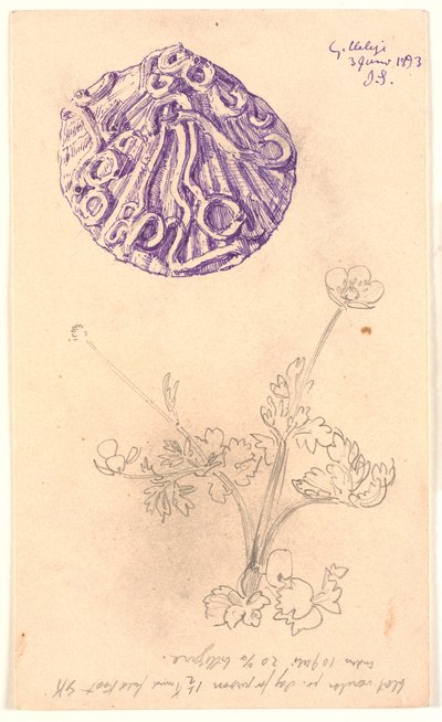 Étude de coquille et d