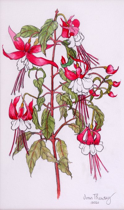 Fuchsias, 2000 - Joan Thewsey
