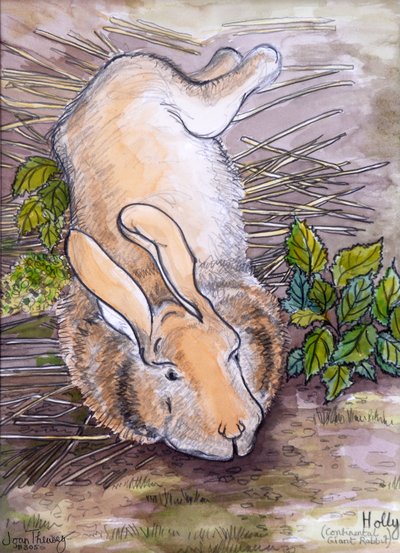 Holly, le géant lapin continental - Joan Thewsey