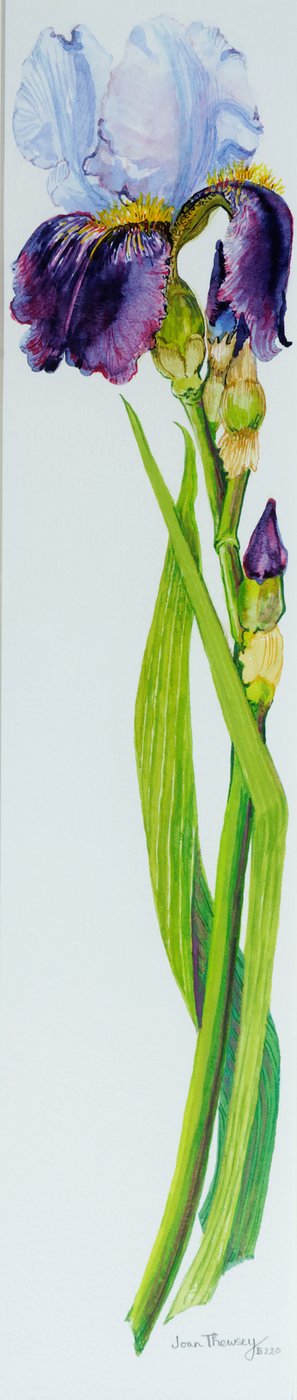 Iris avec trois bourgeons - Joan Thewsey
