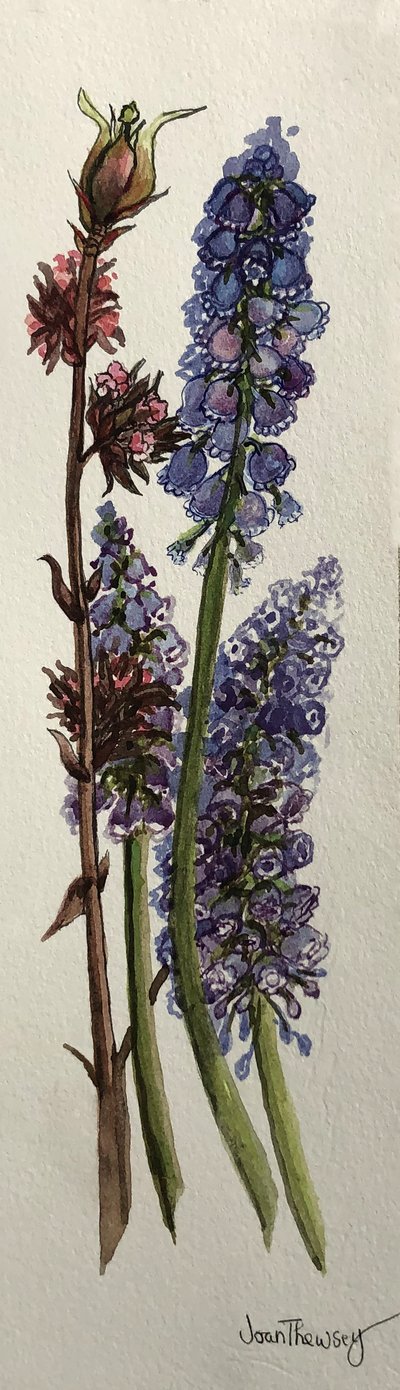 Muscari et Viburnum bodnantense - Joan Thewsey