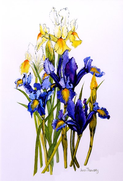 Trois iris violets et deux jaunes avec bourgeons - Joan Thewsey