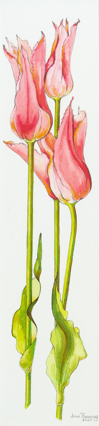 Trois tulipes rouges en forme de lys Marianne - Joan Thewsey