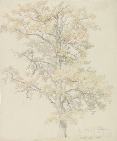 Chênes aux feuilles d