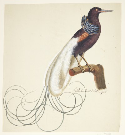 Oiseau exotique - Johan Christian Ernst Walter