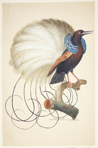 Oiseau exotique - Johan Christian Ernst Walter